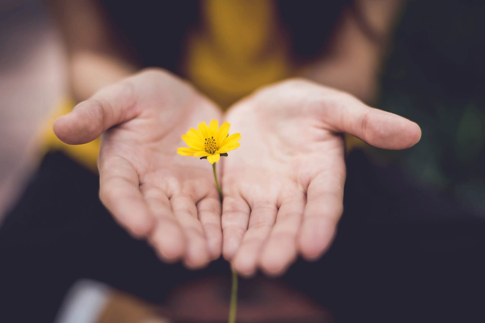 Open hands offering a flower, symbolizing hope and a new beginning